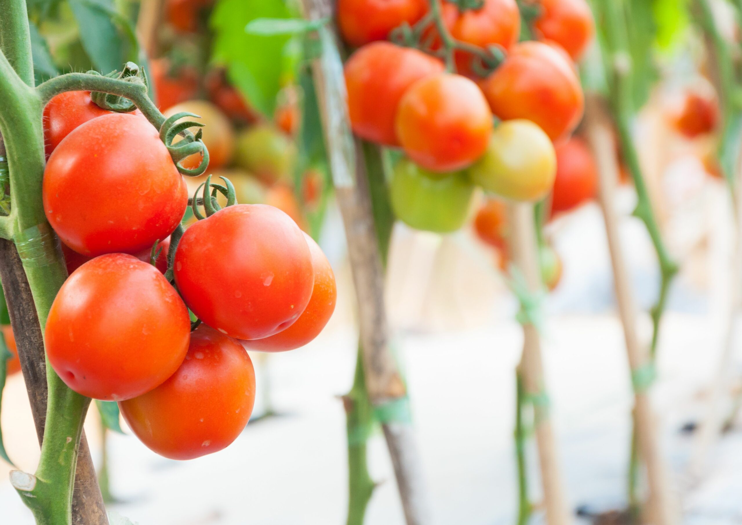 Lee más sobre el artículo COAG participa hoy en las mesas de trabajo del Grupo Europeo del Tomate