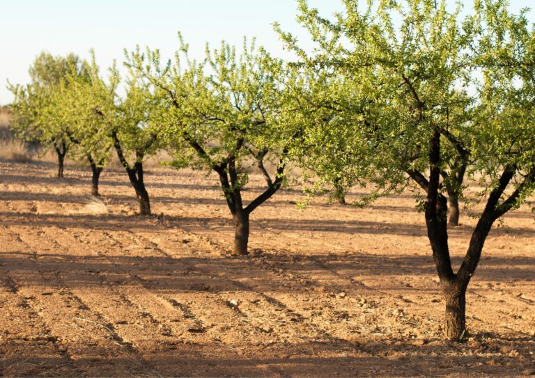 Lee más sobre el artículo Dos de cada tres agricultores de Almería en conversión se quedan fuera de las ayudas de la Junta