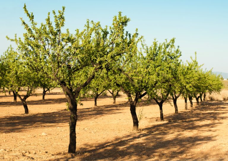 Lee más sobre el artículo COAG Almería alerta de una disminución significativa en la cosecha de almendra para la provincia