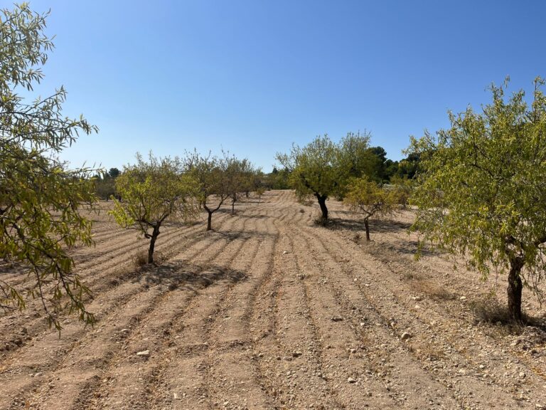 Lee más sobre el artículo COAG Almería exige medidas urgentes para rescatar a las explotaciones agrarias devastadas por la sequía