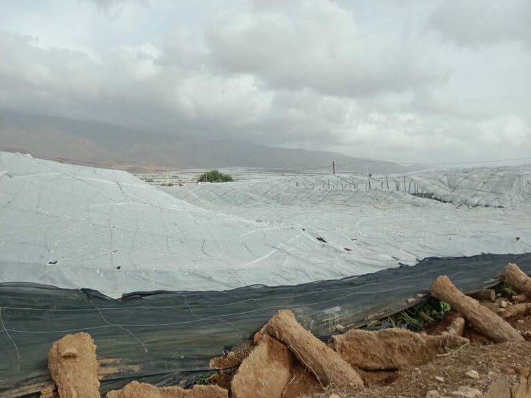 Lee más sobre el artículo COAG Almería reclama la declaración de ‘zona de emergencia’ para los invernaderos de El Ejido