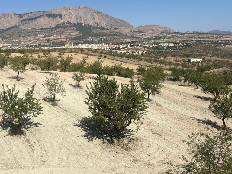 Lee más sobre el artículo Los almendros ecológicos del interior de la provincia de Almería se quedan fuera de las Ayudas por sequía