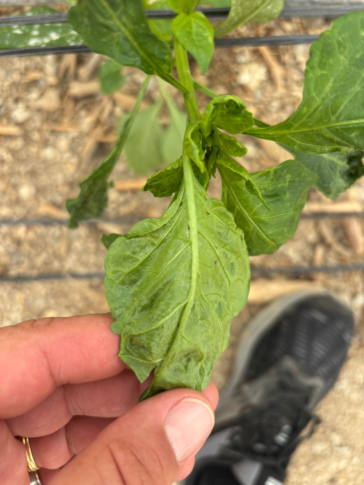 Lee más sobre el artículo COAG pide al consejero de Agricultura medidas más contundentes ante la grave crisis sanitaria del sector hortofrutícola