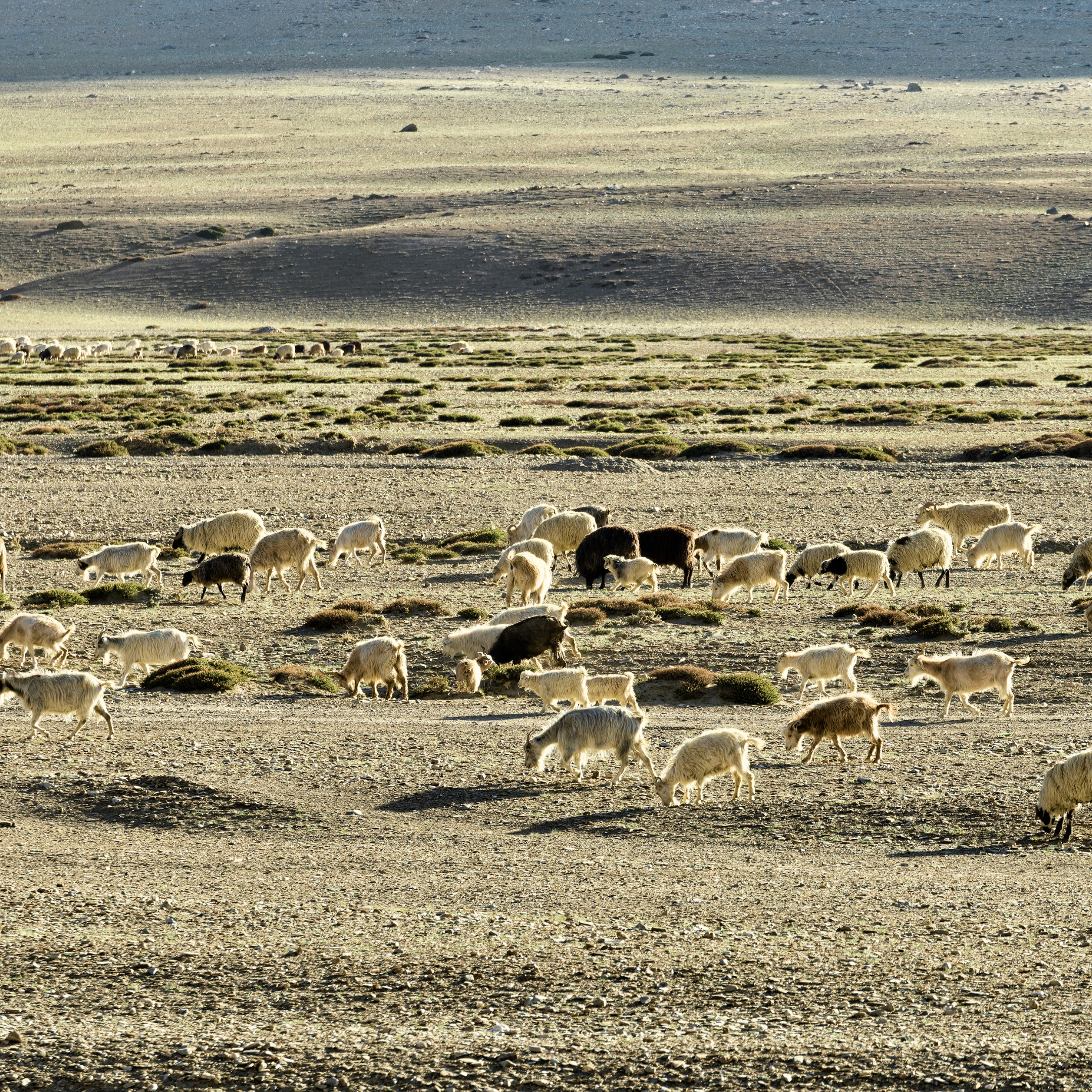 Lee más sobre el artículo COAG Almería advierte de que las ayudas por lengua azul dejan sin cobertura la mortalidad animal, tal como se pidió en su desarrolló