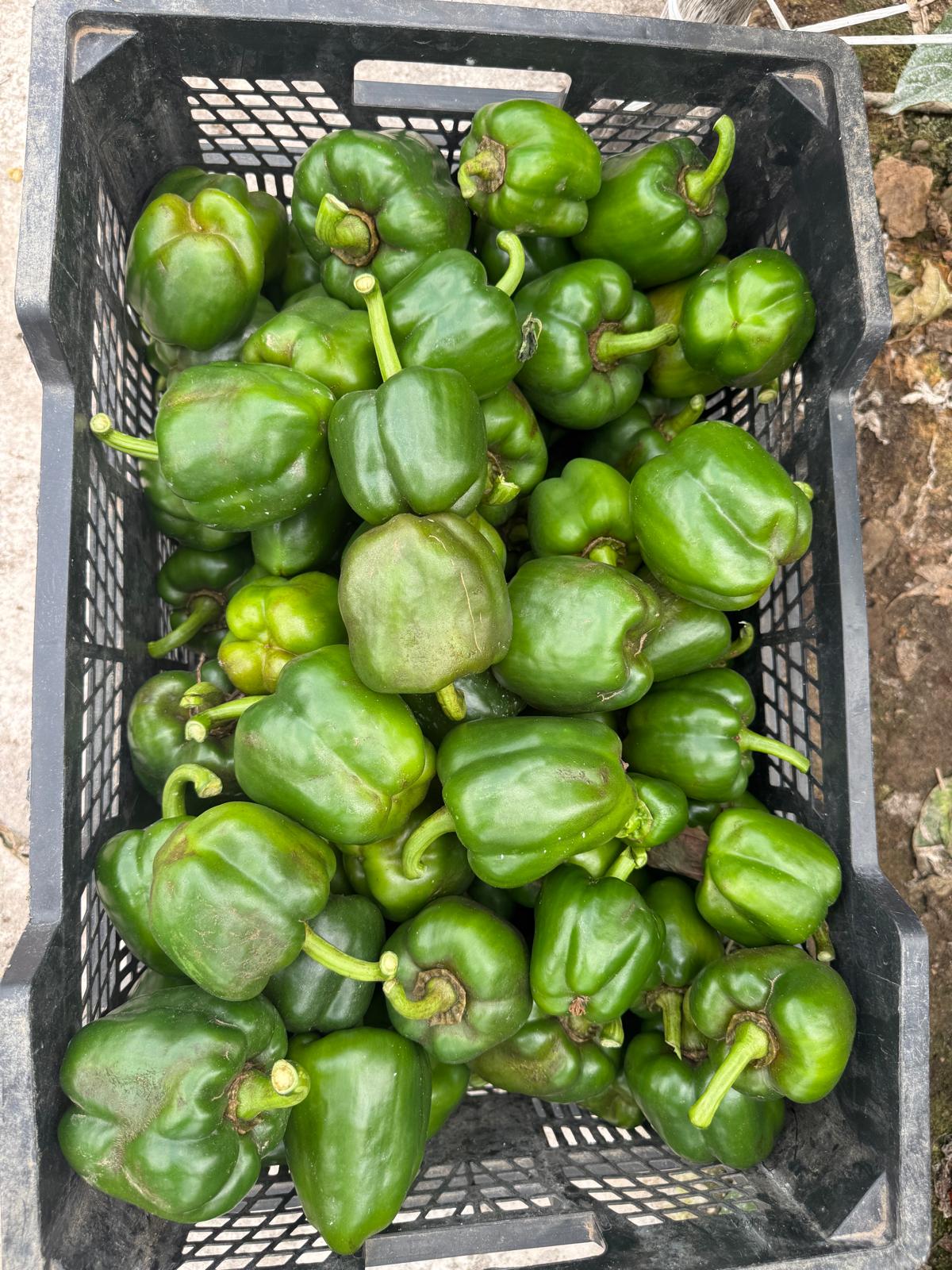 Lee más sobre el artículo Abierto el plazo para solicitar las ayudas para cultivos de pimiento afectados por Thirps Parvispinus