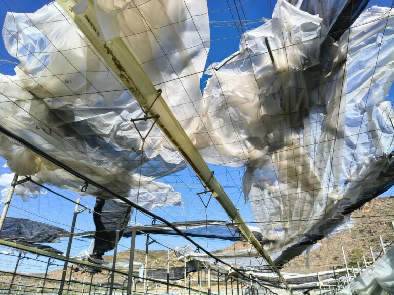 Lee más sobre el artículo Nuevo golpe a la agricultura de Almería tras el paso de Oriana