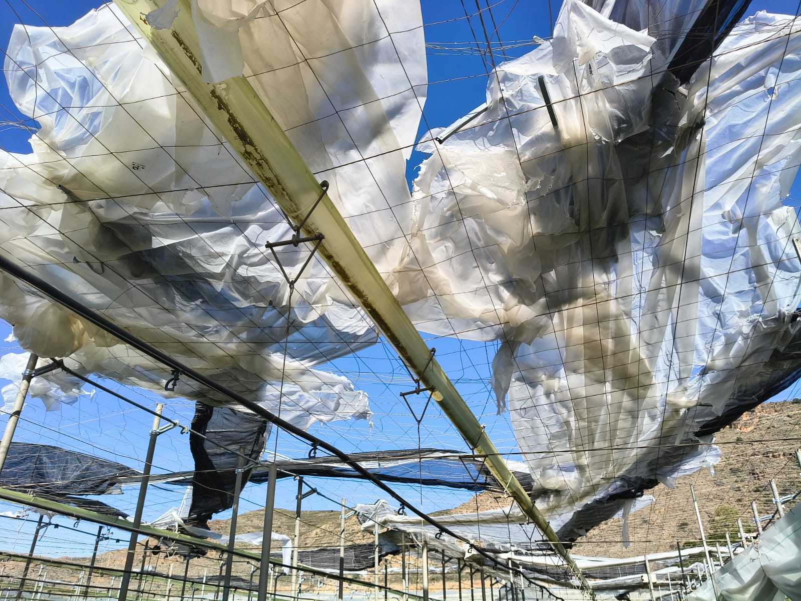 Lee más sobre el artículo Nuevo golpe a la agricultura de Almería tras el paso de Oriana