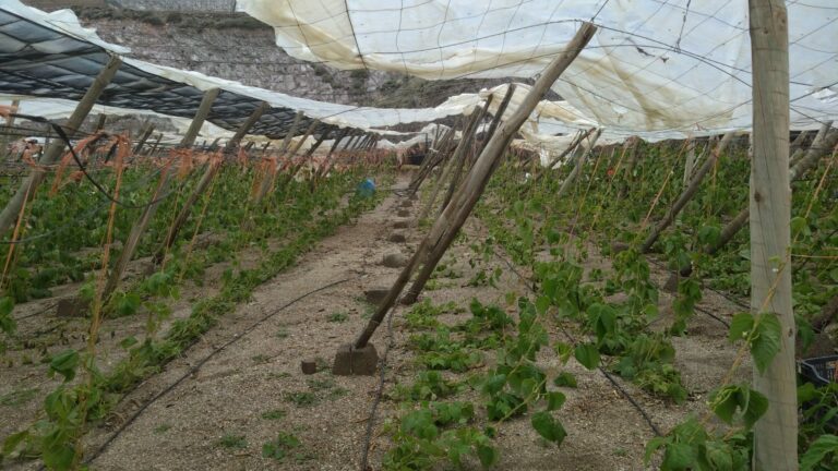 Lee más sobre el artículo La agricultura y ganadería almeriense exige un plan de rescate urgente también para la provincia