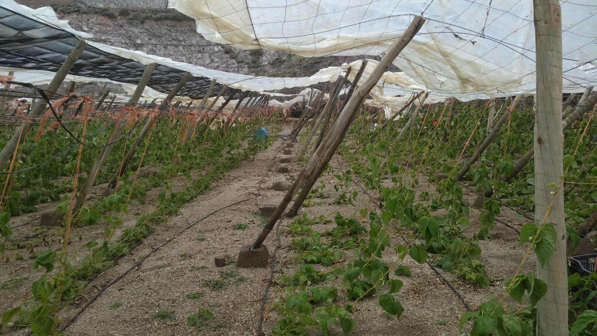 Lee más sobre el artículo La agricultura y ganadería almeriense exige un plan de rescate urgente también para la provincia