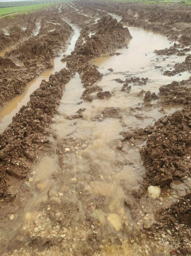 Lee más sobre el artículo COAG Almería: La rectificación de la orden de ayudas por los temporales debe incluir también a los municipios excluidos en Almería