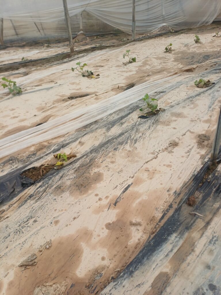 Lee más sobre el artículo Descenso brutal de la producción por los sucesivos temporales de lluvia y viento