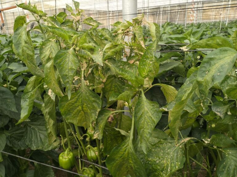 Lee más sobre el artículo COAG Almería exige la publicación inmediata de la Orden de Reducción de Módulos para la Renta en estimación objetiva de 2025