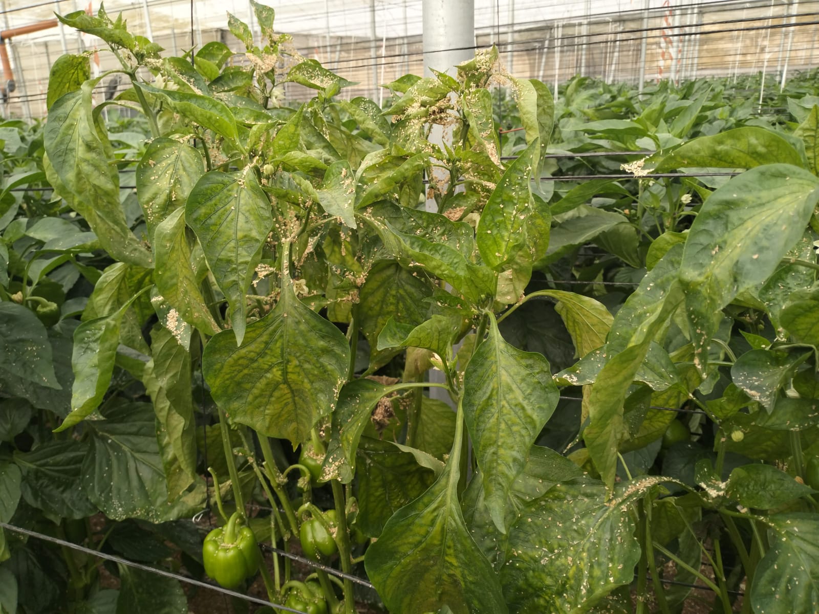 Lee más sobre el artículo COAG Almería exige al Ministerio y a la industria fitosanitaria las autorizaciones excepcionales necesarias para combatir las plagas