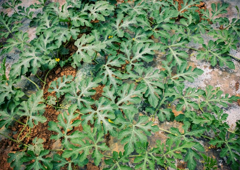 Lee más sobre el artículo COAG Almería exige controlar también la calidad de los melones y sandías de terceros países