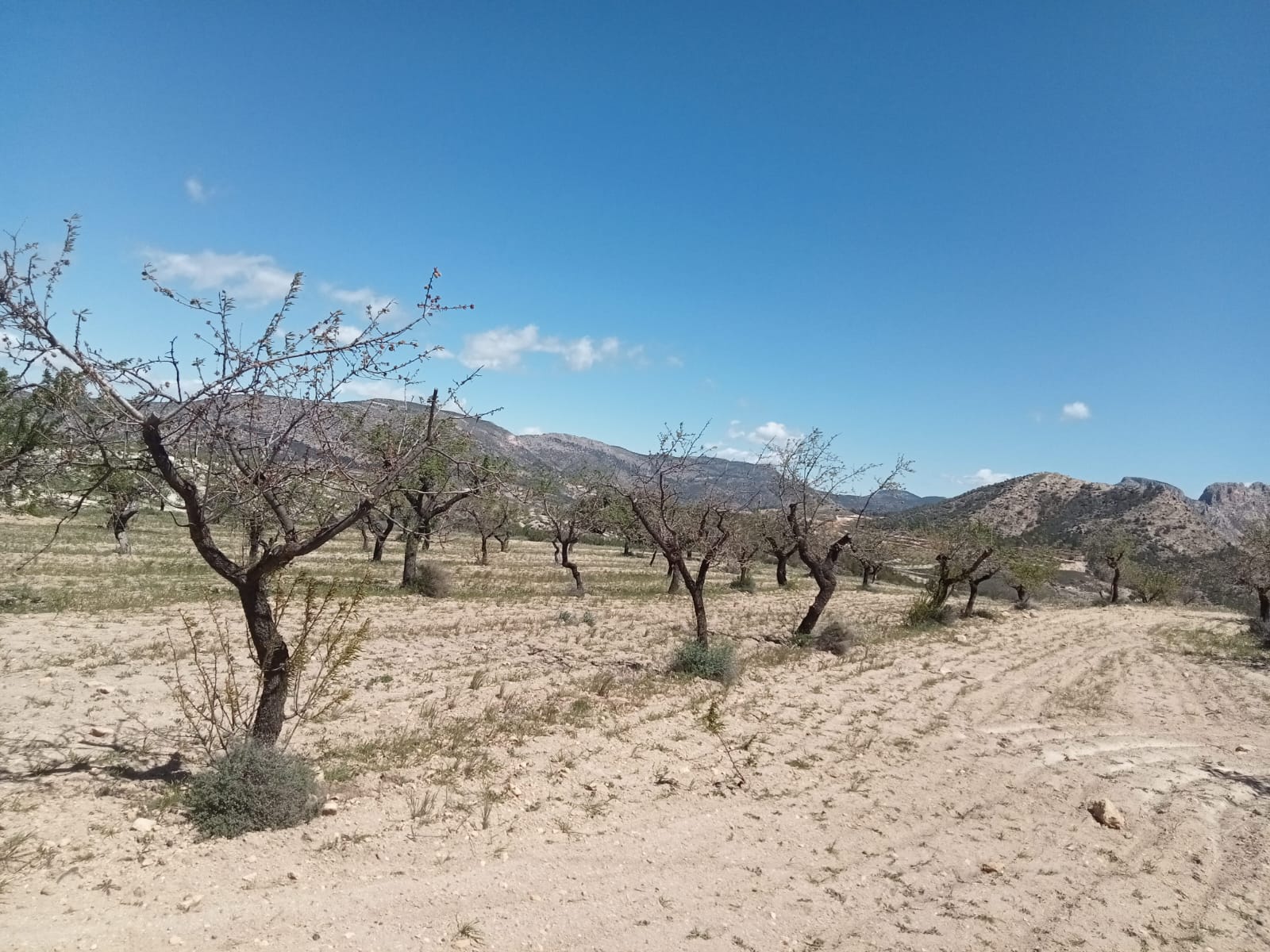 Lee más sobre el artículo COAG Almería denuncia el retraso injustificado en la publicación de la orden de módulos en plena campaña de la renta