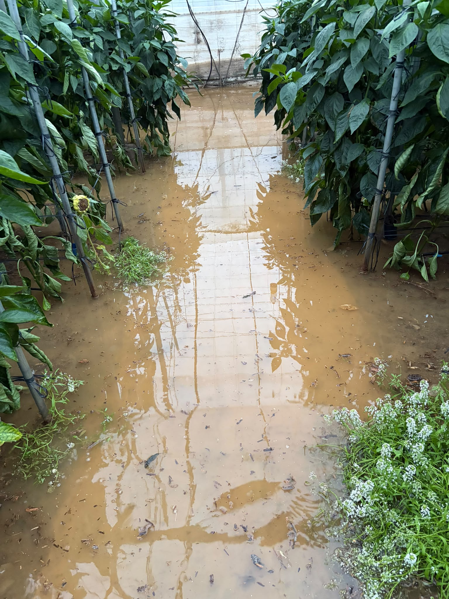 Lee más sobre el artículo COAG Almería reclama ayudas directas y un plan de prevención de avenidas e inundaciones