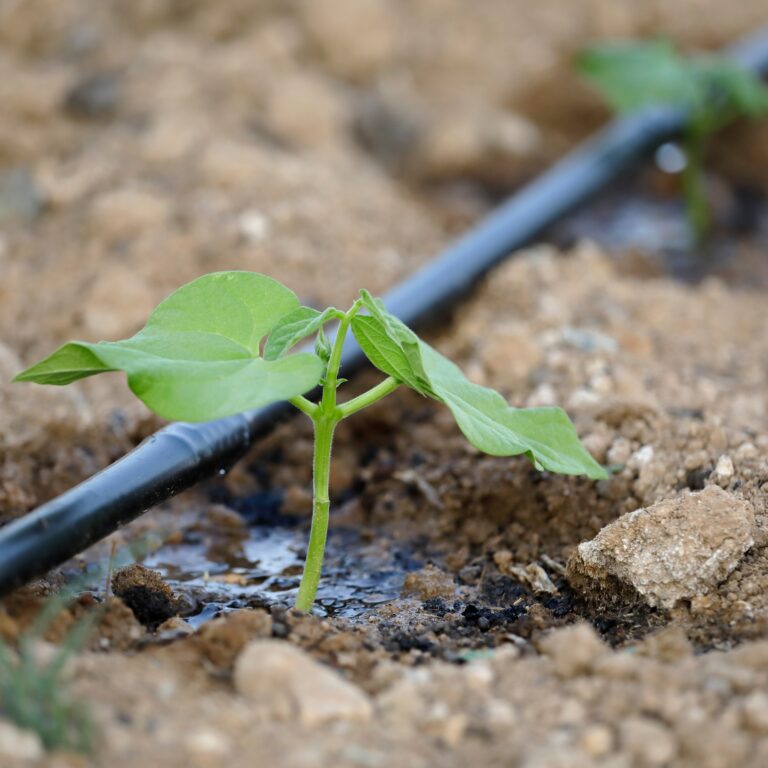 Lee más sobre el artículo La escasez de agua vuelve a marcar el arranque de la campaña hortofrutícola de Almería